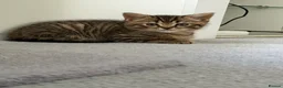 Scottish Fold cats for sale: British Shorthair for Sale  - Advert 1