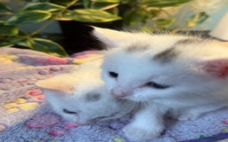 Khao Manee cats for sale: 6 kittens. 2 male and 4 female  - Image 8