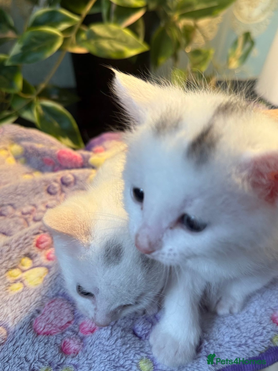 Khao Manee cats for sale: 6 kittens. 2 male and 4 female  - Image 8