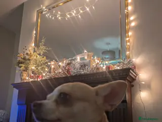 Chihuahua dogs Sweet Companion KC chihuahua - Advert 17