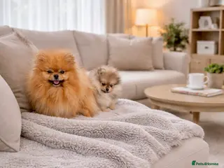 Pomeranian dogs 🐻Teddy Bear Type Girl🏆Top Quality - Advert 1