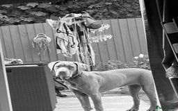 Cane Corso dogs for sale: Cane corso female  - Image 2