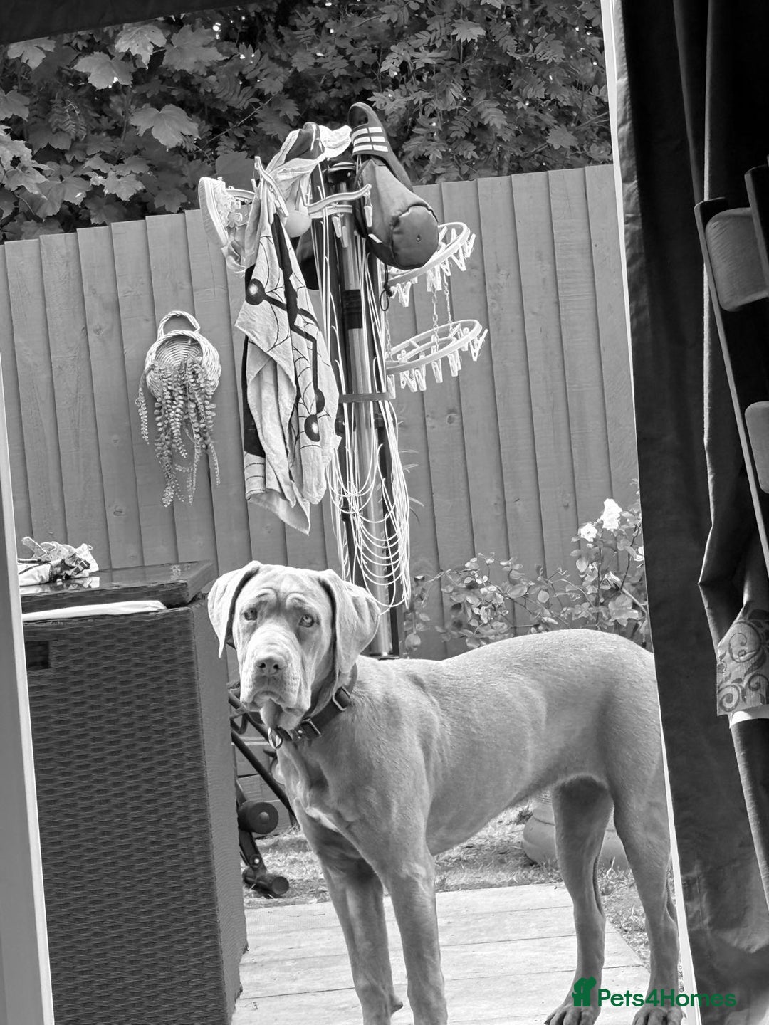 Cane Corso dogs for sale: Cane corso female  - Image 2
