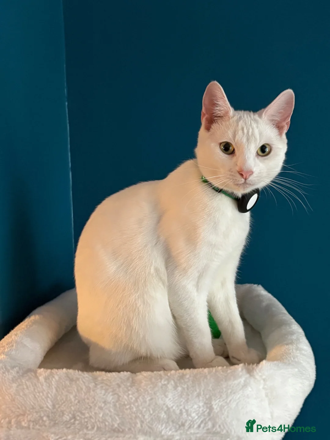 Mixed Breed cats for sale: Russian White x British Shorthair Male in Sutton Coldfield - Advert 2