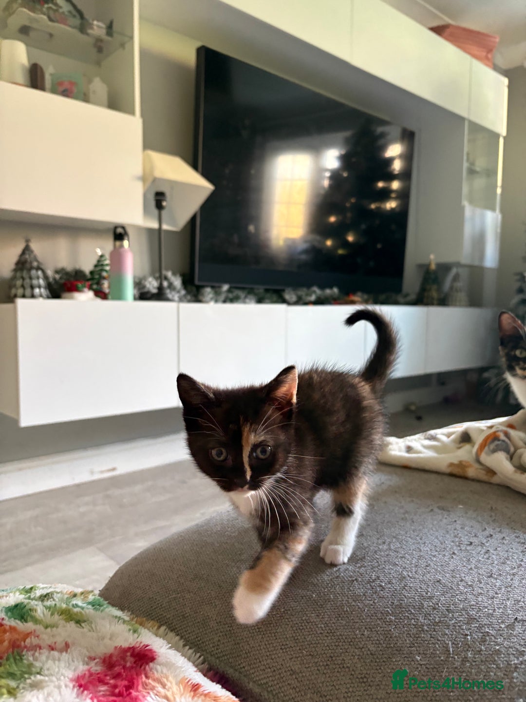 RagaMuffin cats for sale: Beautiful Ragamuffin Kittens Ready December 24th   - Advert 17