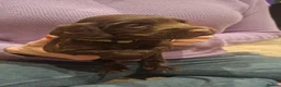 Cocker Spaniel dogs for sale: Working Cocker Spaniel Puppies - Advert 25