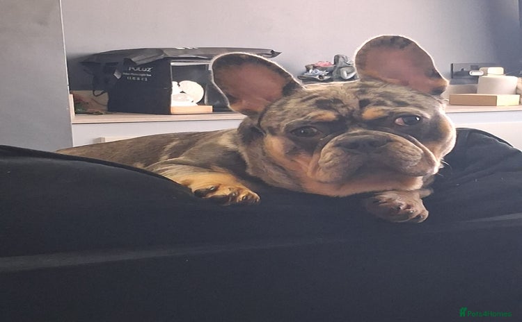 French Bulldog dogs - Advert 3