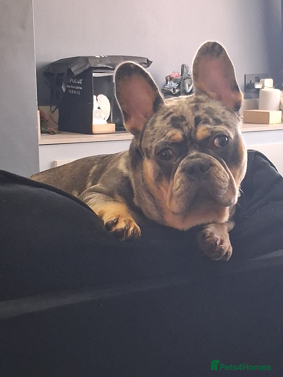 French Bulldog dogs for sale: Tri colour merle french bullldog - Image 1