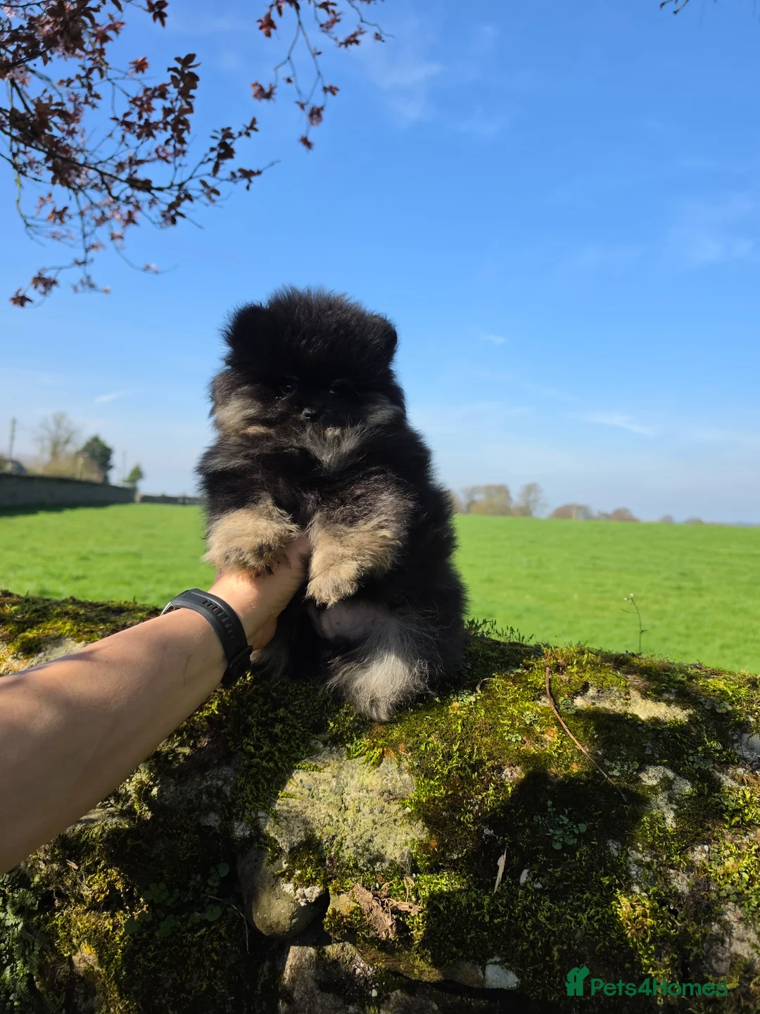 Pomeranian dogs for sale: Tiny hearts wrapped in fluffy coats ready for love - Advert 2