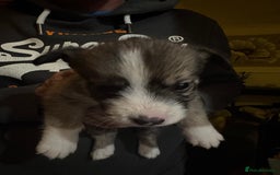 Mixed Breed dogs for sale: Siberian Husky X Staff/Lhasa Apso. Only 2 left!!  - Image 30