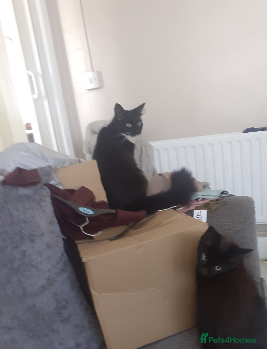 Mixed Breed cats for sale: 4 beautiful brown /black fluffy kittens for sale - Image 6