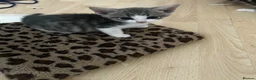 Domestic Shorthair cats for sale: 4 gorgeous male kittens 8weeks - Advert 17
