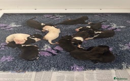 Boxer dogs for sale: Quality KC Boxer Puppies  - Advert 2