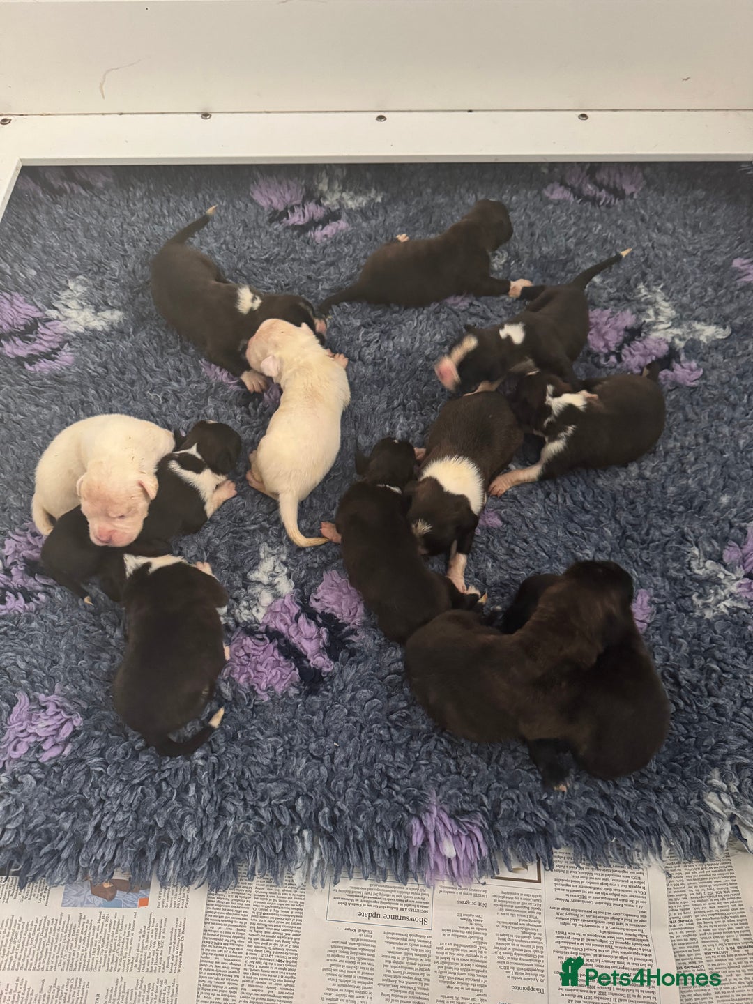 Boxer dogs for sale: Quality KC Boxer Puppies  - Advert 2
