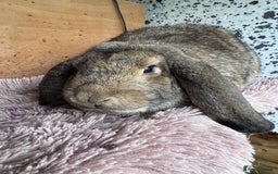 French Lop rabbits for sale: Purebreed French Lop Girl for sale  - Advert 1