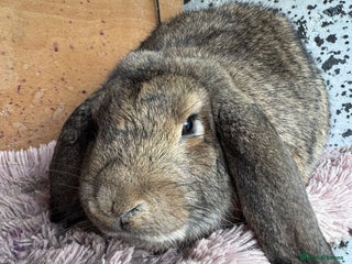 French Lop rabbits - Advert 16
