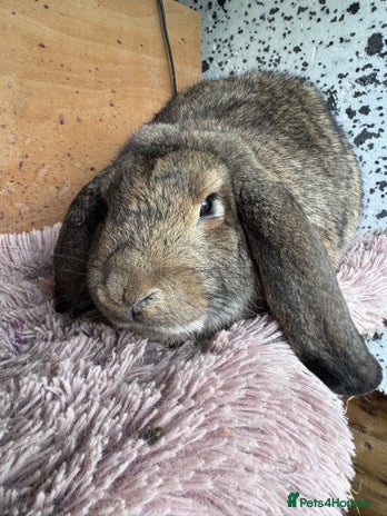 French Lop rabbits - Advert 3