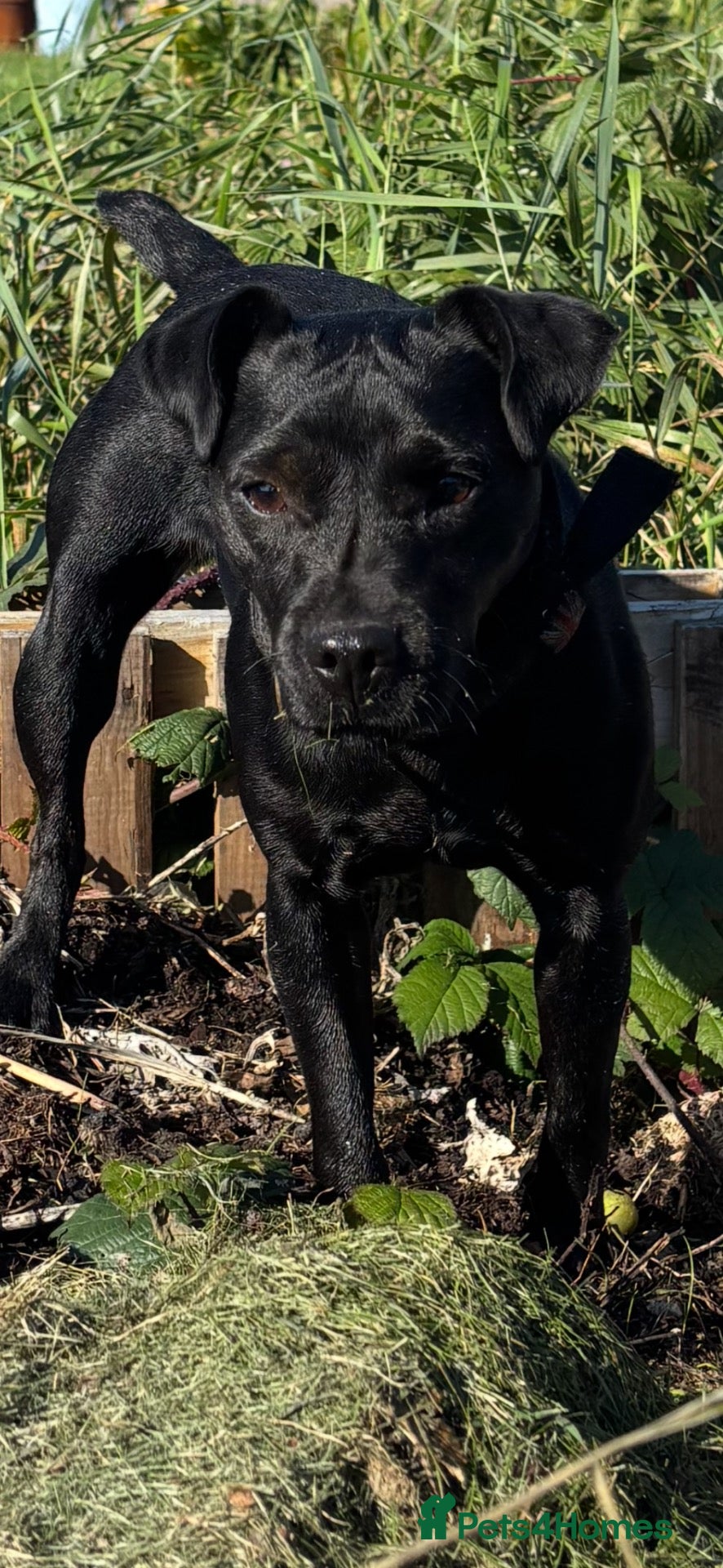 Patterdale Terrier dogs for sale: Chocolate Patterdale bitch  - Advert 18