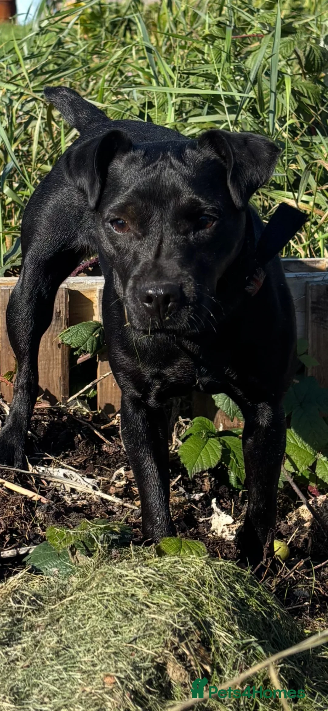 Patterdale Terrier dogs for sale: Chocolate Patterdale bitch  - Advert 1