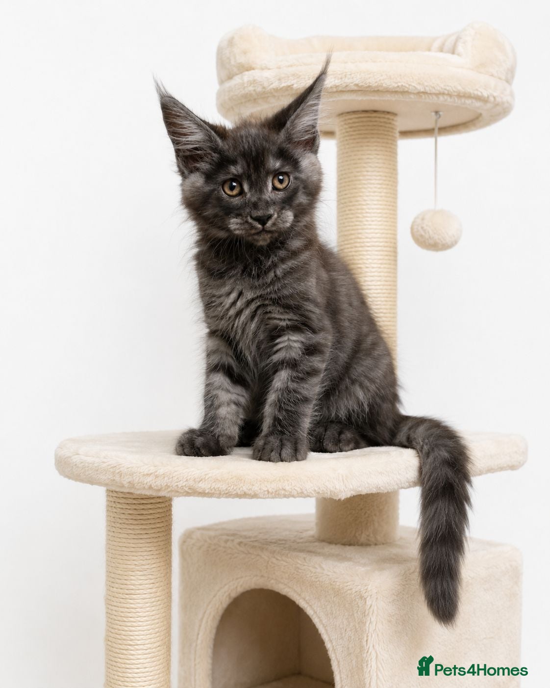 Maine Coon cats Tica registered male maincoon kittens - Advert 18