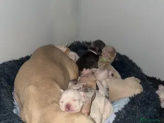 French Bulldog dogs Stunning French Bulldog Puppies in London - Advert 13