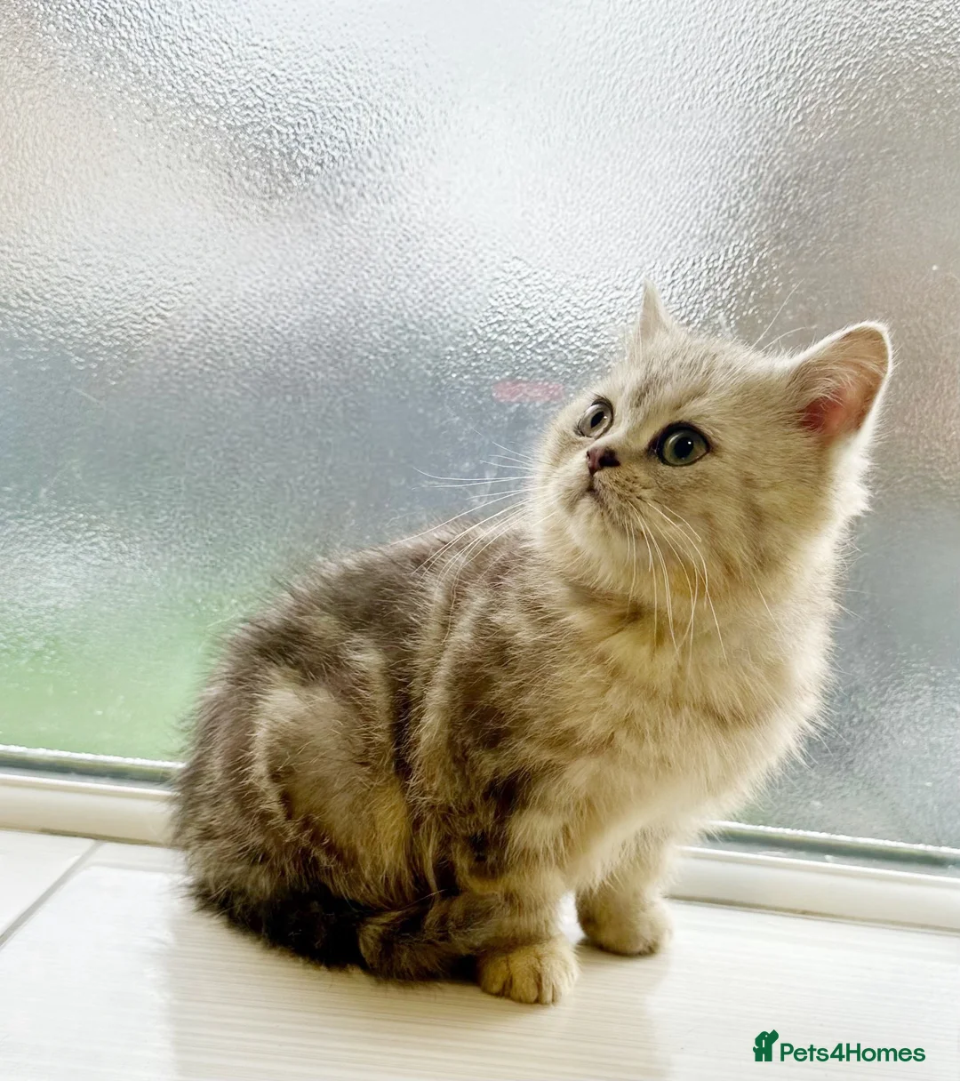 Scottish Fold cats for sale: LAST ONE 🩶SILVER SCOTTISH STRAIGHT BOY 🩶🤍  - Advert 1