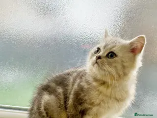 Scottish Fold cats SCOTTISH STRAIGHT 1 BOY LEFT - Advert 13