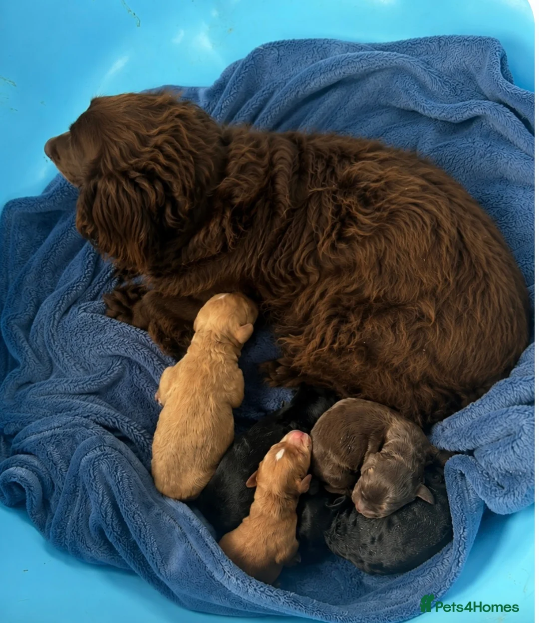 Cockapoo dogs for sale: Gorgeous cockapoo puppies - Advert 12