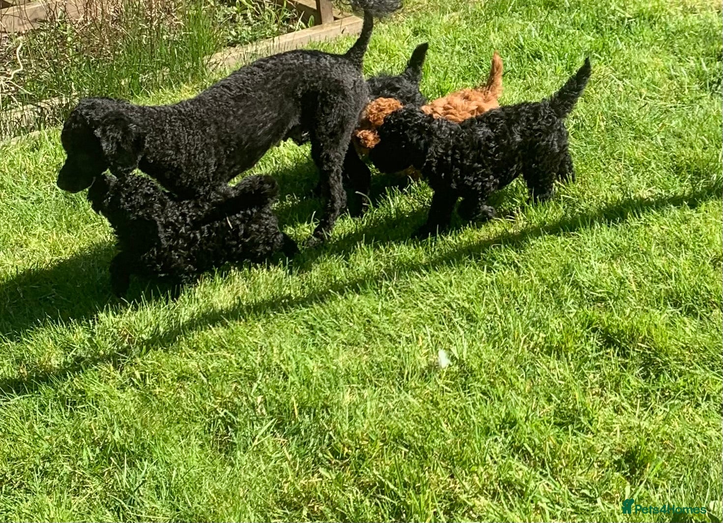 Toy Poodle dogs Beautiful Toy poodles for sale - Advert 5