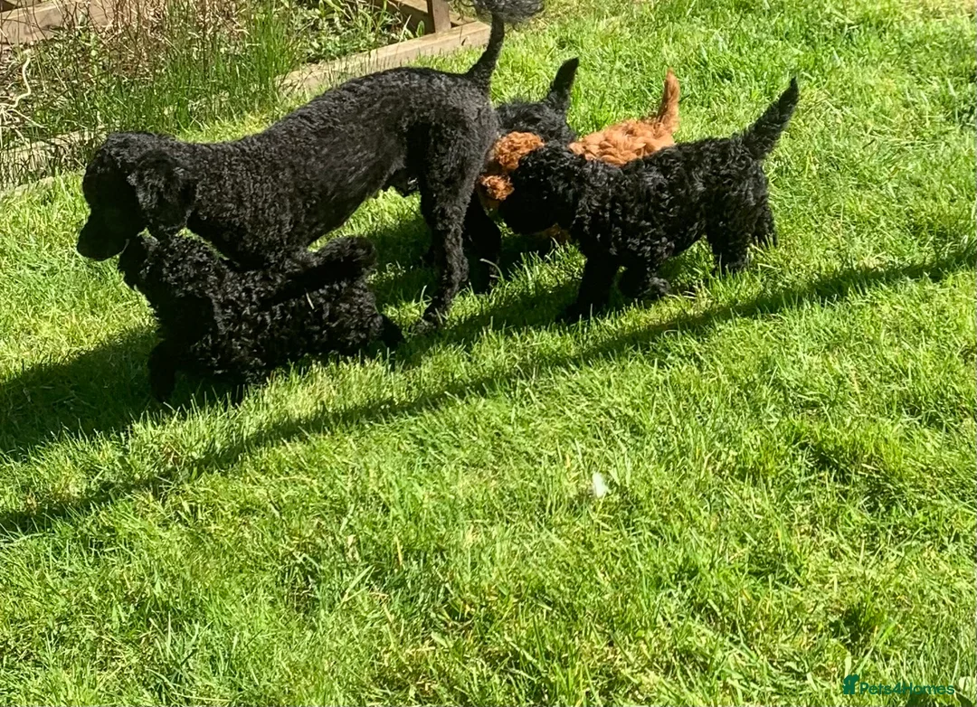 Toy Poodle dogs for sale: Beautiful Toy poodles for sale - Advert 1