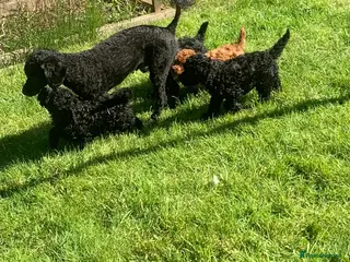 Toy Poodle dogs Beautiful Toy poodles for sale - Advert 5