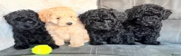 Bordoodle dogs for sale: Miniature Bordoodle Puppies F1BBB in South Shields - Advert 10
