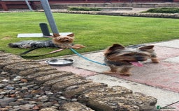 Yorkshire Terrier dogs for sale: Yorkshire terrier  **   - Advert 20