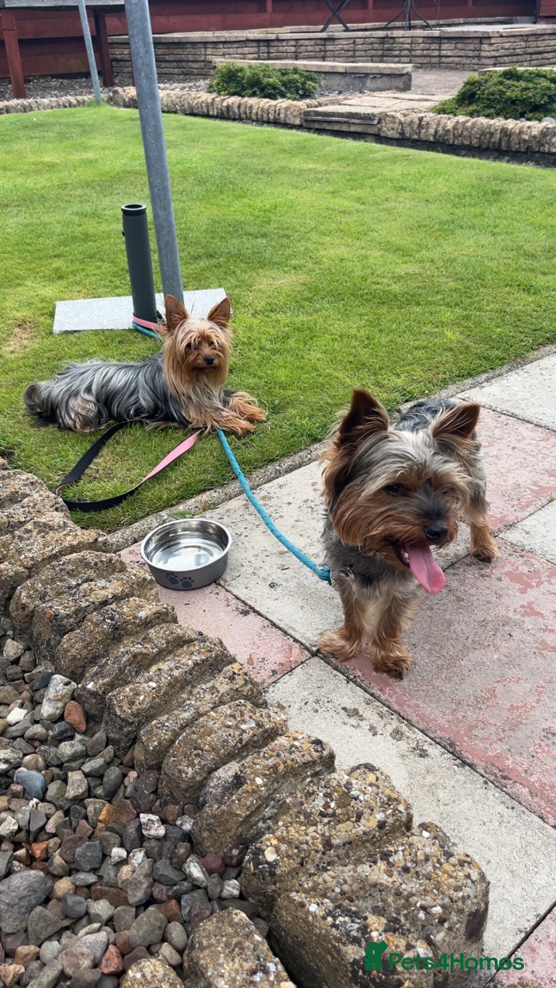 Yorkshire Terrier dogs for sale: Yorkshire terrier  **   - Advert 20