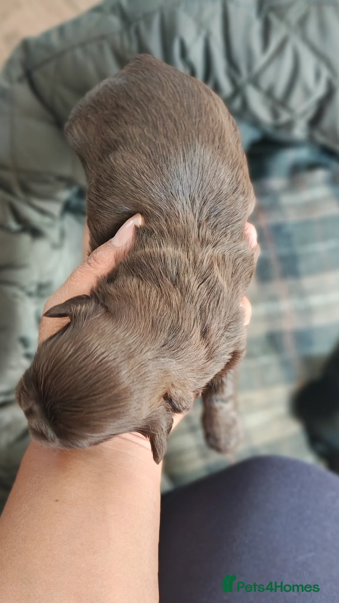 Shih Tzu dogs for sale: 5 Imperial Puppies - Advert 15