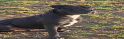 Staffordshire Bull Terrier dogs for stud: Staffordshire bull terrier  - Advert 4