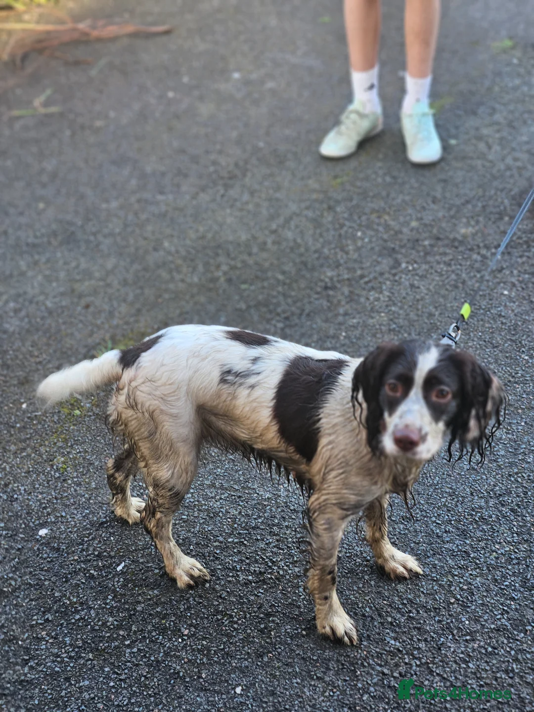 English Springer Spaniel dogs for sale: Full pedigree female springer spaniel  in Blackpool - Advert 4