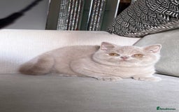 British Shorthair cats for sale: Lovely BSH  - Image 2