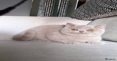 British Shorthair cats - Advert 1