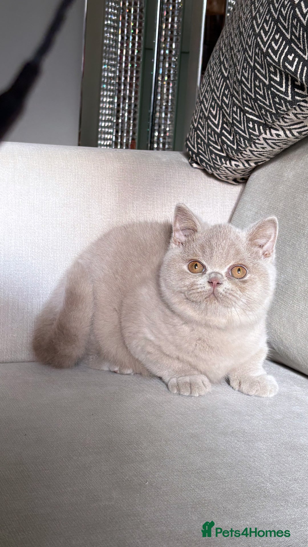 British Shorthair cats for sale: Lovely BSH  - Image 2