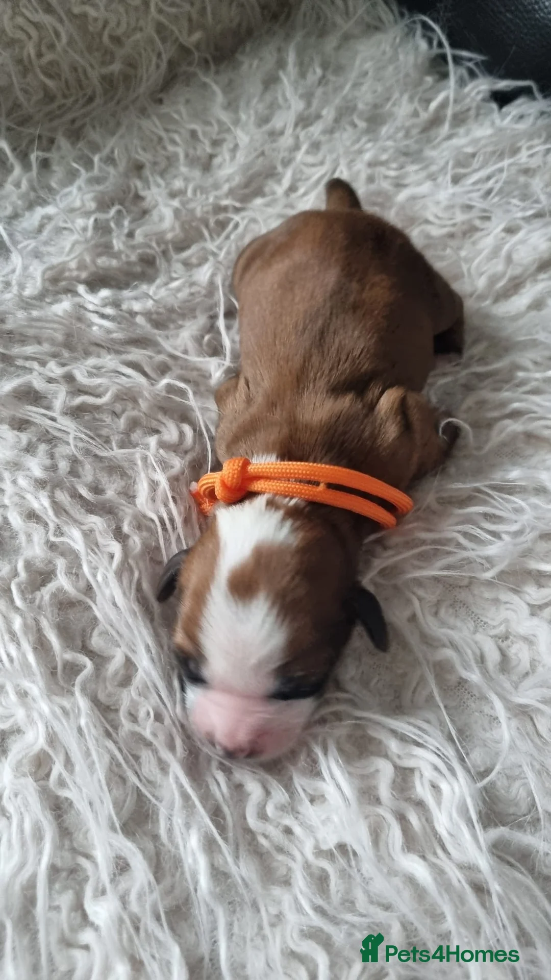 Tibetan Terrier dogs for sale: Stunning Tibetan Terrier Puppies  - Advert 3