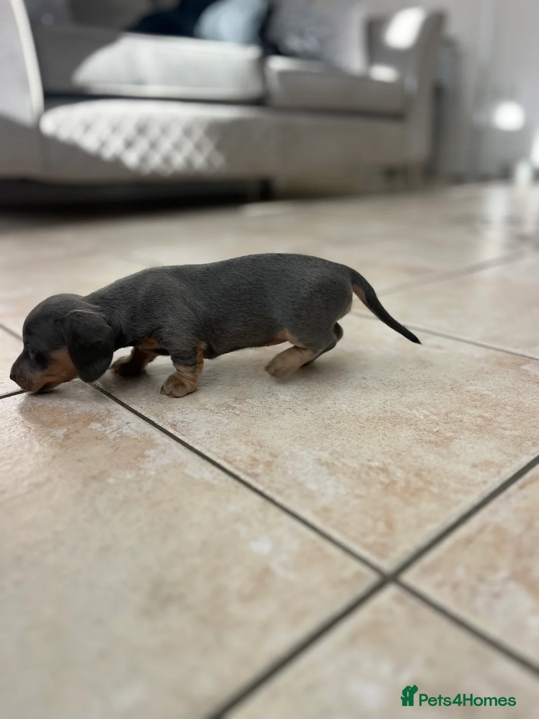 Miniature Dachshund dogs for sale: Stunning Dachshunds - Advert 12