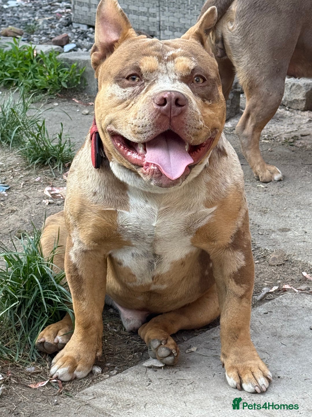 American Bully dogs for stud: ABKC pocket bully for stud   - Advert 6