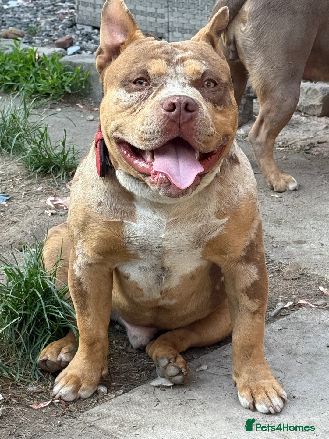 American Bully dogs for stud: ABKC pocket bully for stud   - Advert 6