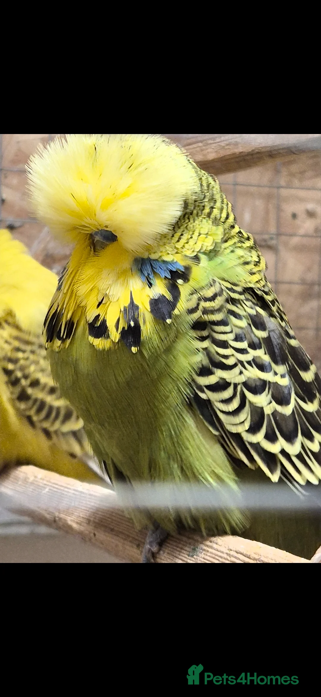 Budgerigars birds for sale: Budgies Birds by pre-order, exclusive birds - Advert 1