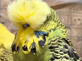 Budgerigars birds Budgies Birds by pre-order, exclusive birds - Advert 17