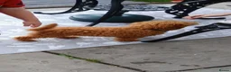 Cavapoo dogs for sale: Beautiful cavapoo puppy  - Advert 7