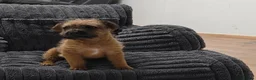 Mixed Breed dogs for sale: Stunning Lakeland x Patterdale pups - Advert 2