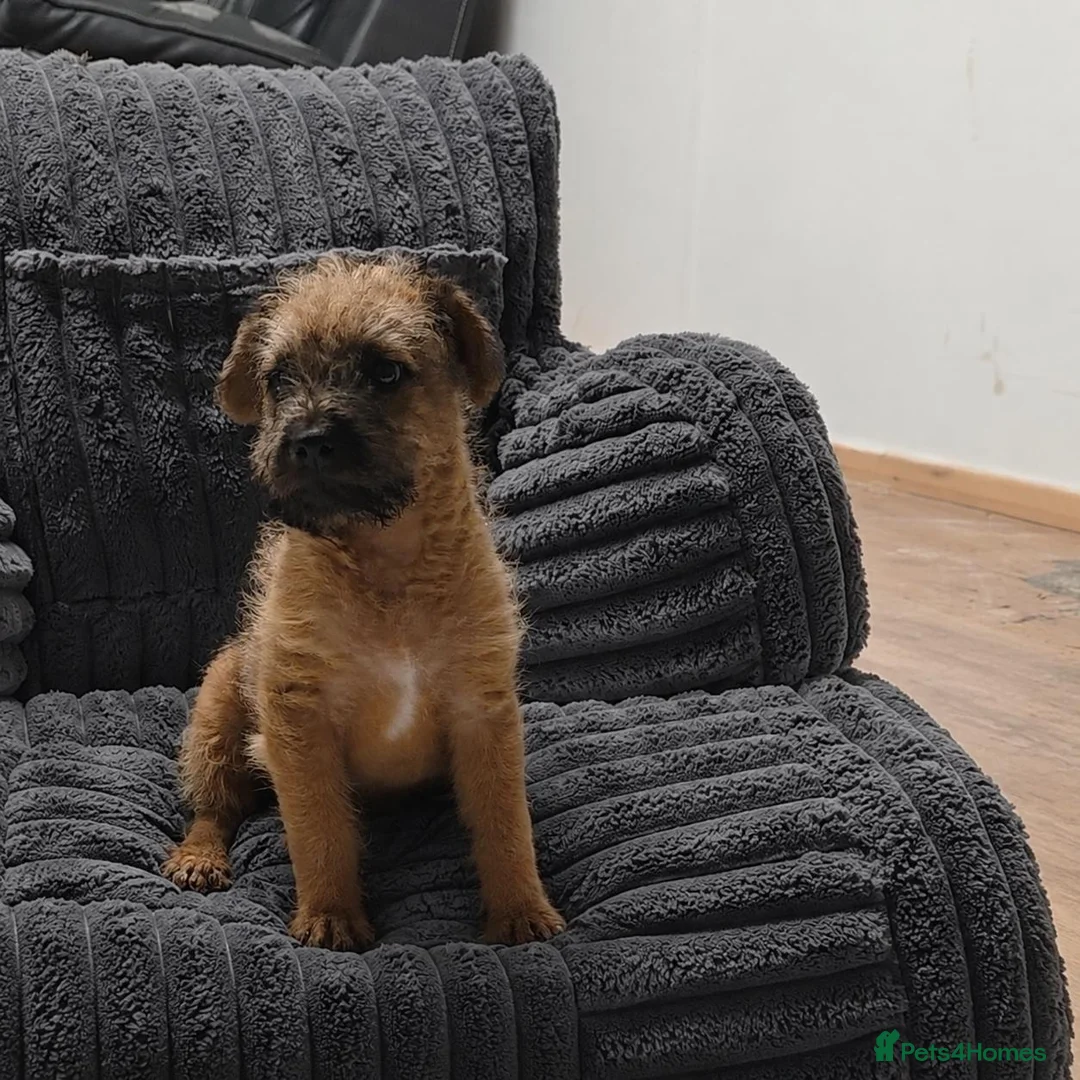 Mixed Breed dogs for sale: Stunning Lakeland x Patterdale pups - Advert 2