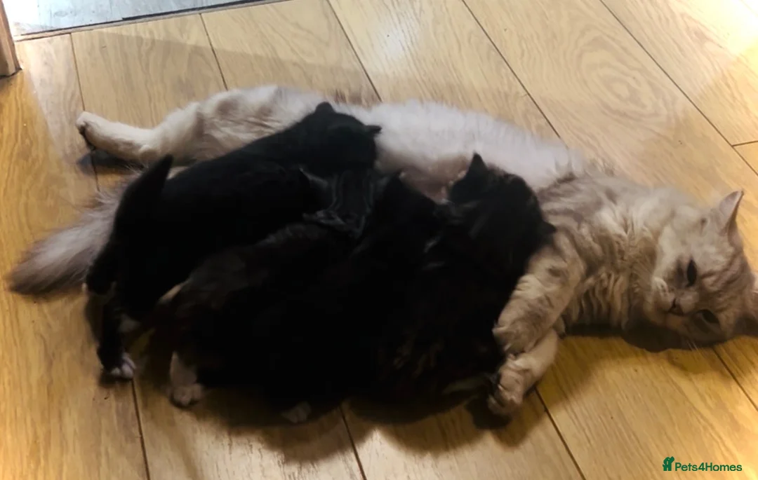 Persian cats for sale: 5 beautiful fluffy Persian crosses.  - Advert 27